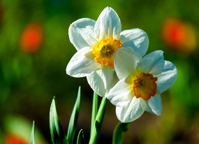 沙养白色水仙花花枝摄影图片